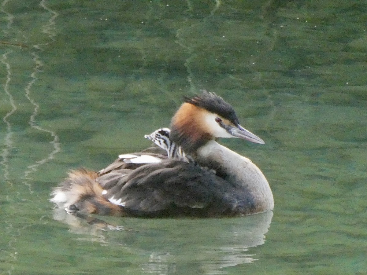 Great Crested Grebe - ML620734177