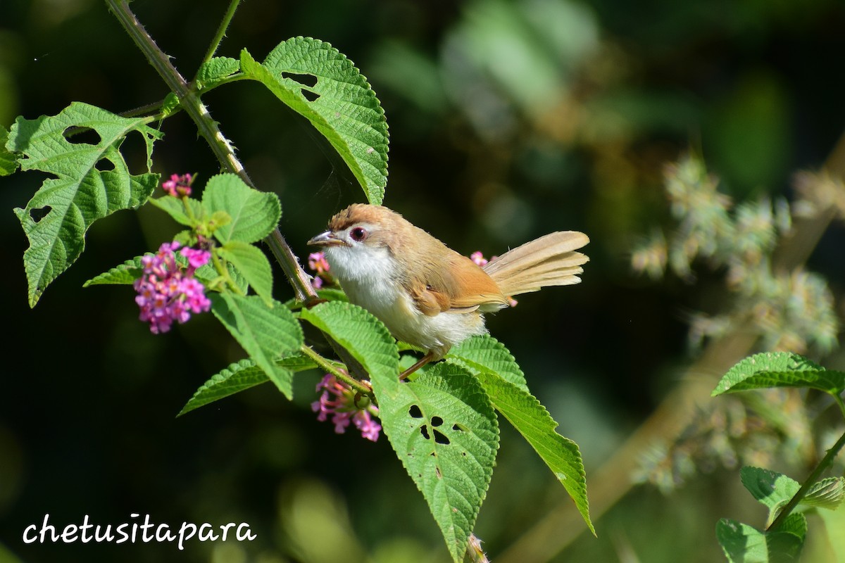 Yellow-eyed Babbler - ML620734178