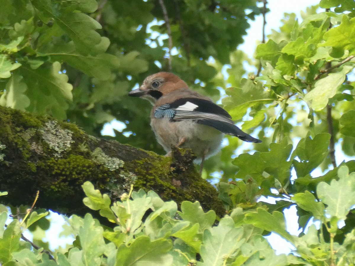 Eurasian Jay - ML620734181