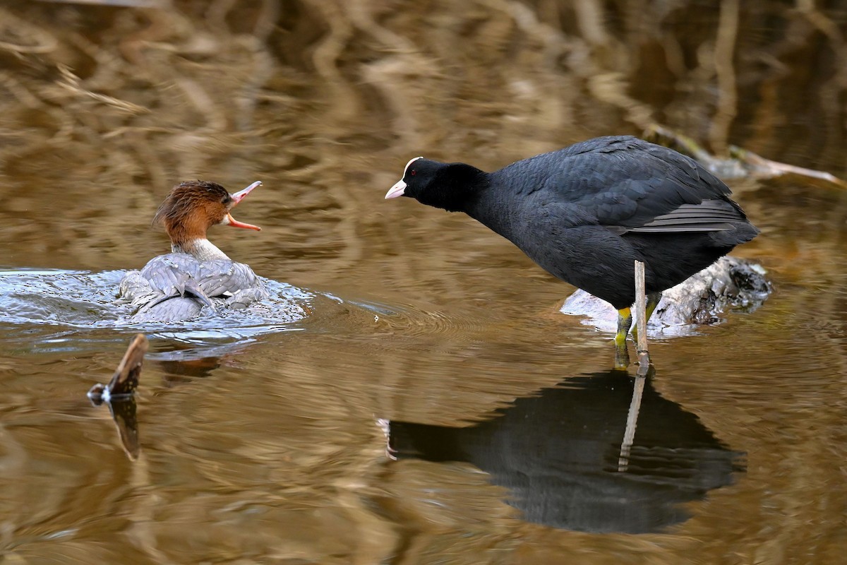 Eurasian Coot - ML620734185