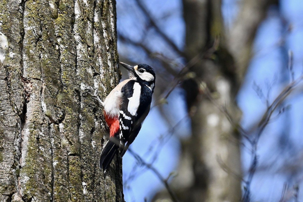 Great Spotted Woodpecker - ML620734186