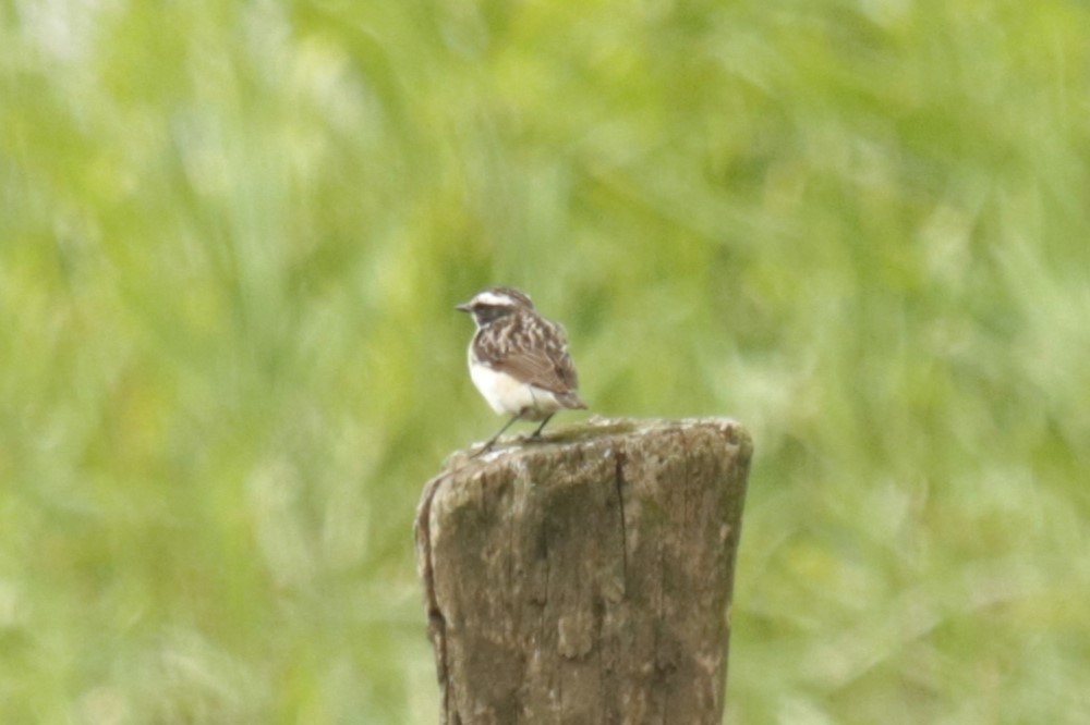 Whinchat - ML620734187