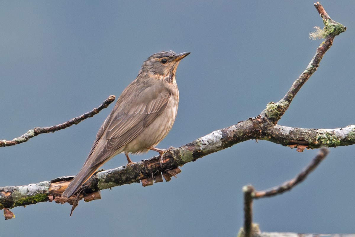 Red-throated Thrush - ML620734188