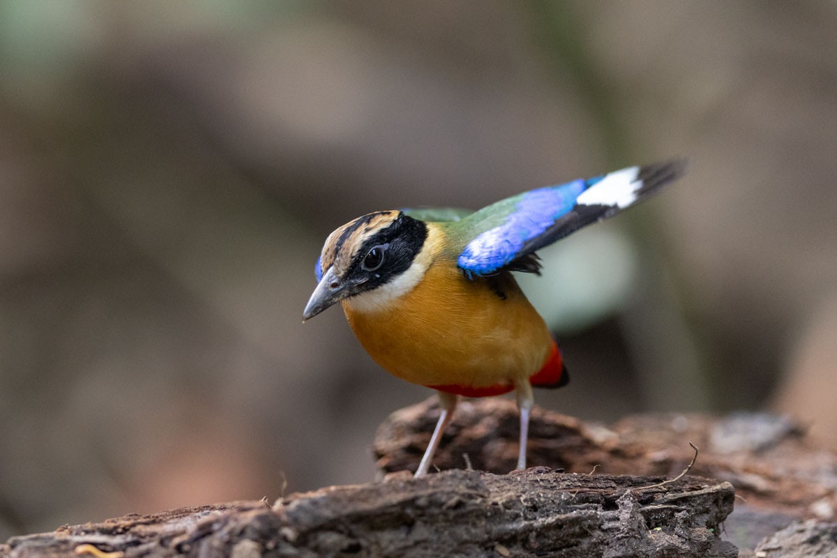 Blue-winged Pitta - ML620734189