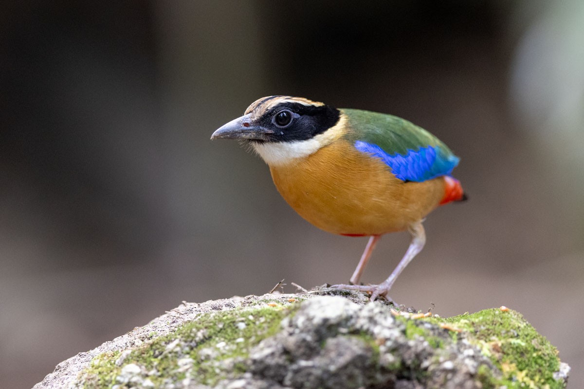 Blue-winged Pitta - ML620734190