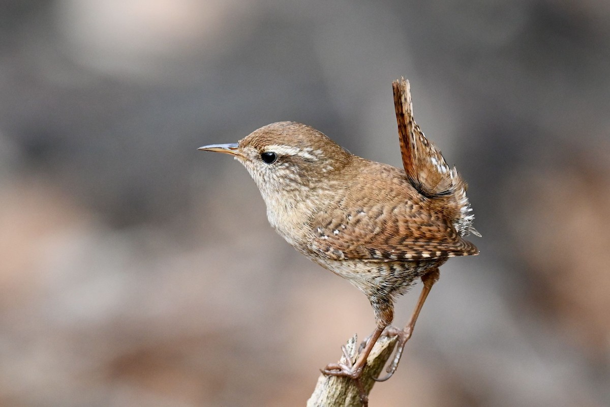 Eurasian Wren - ML620734191