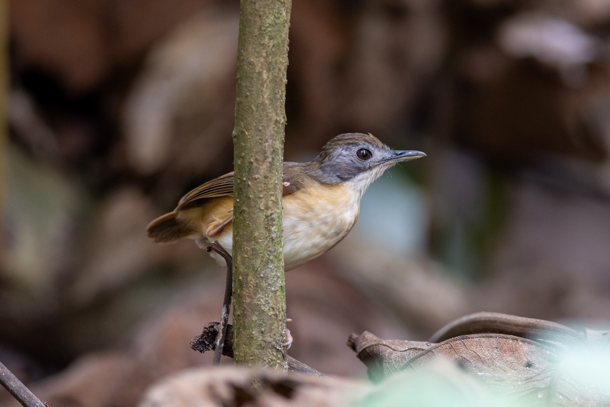 Short-tailed Babbler - ML620734192