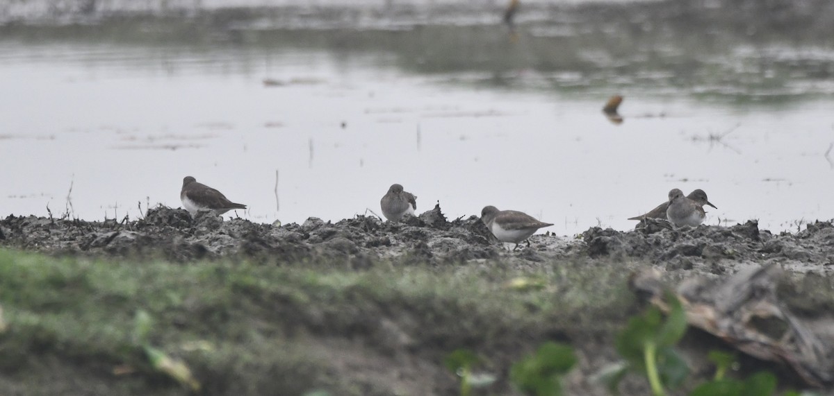 Temminck's Stint - ML620734194