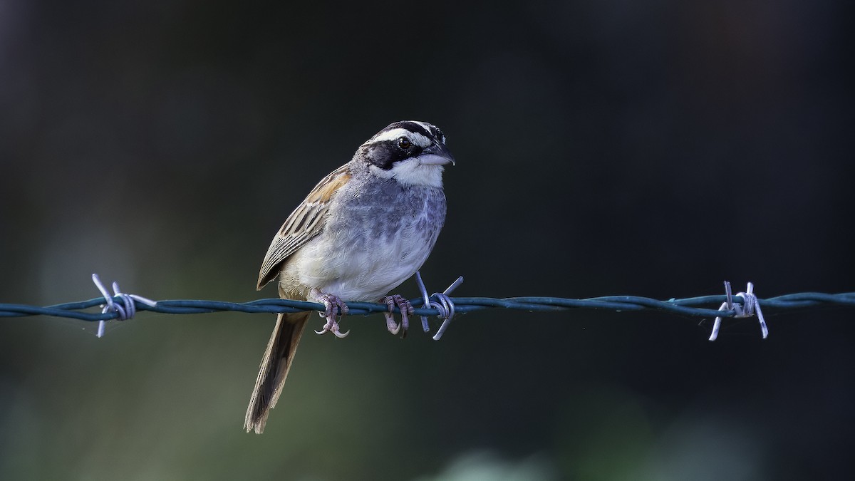 Stripe-headed Sparrow - ML620734195