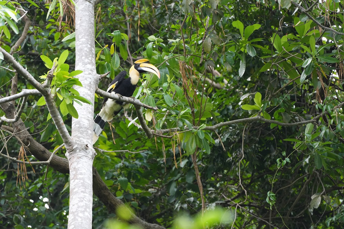 Great Hornbill - ML620734196