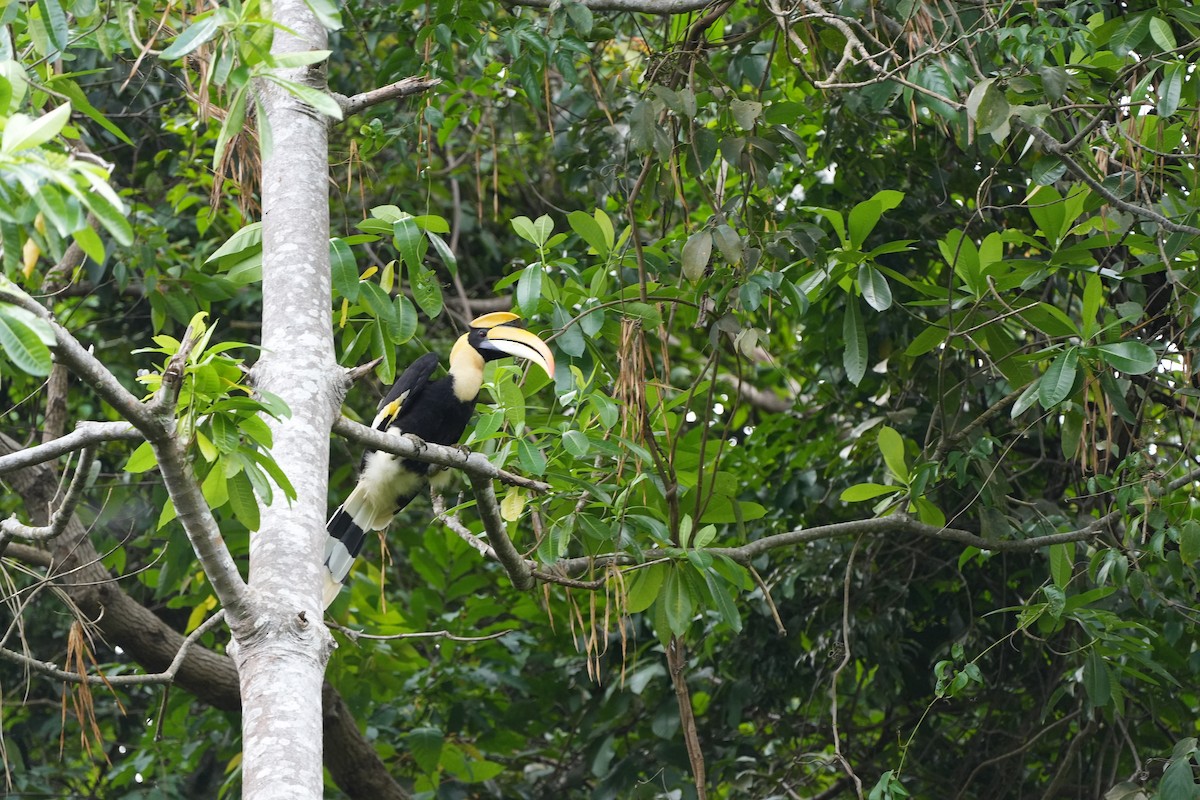 Great Hornbill - ML620734198