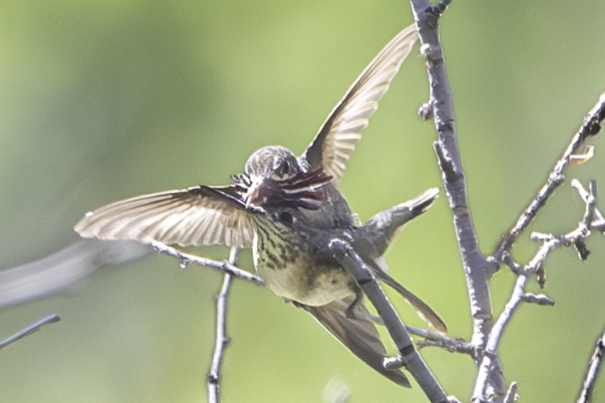 Calliope Hummingbird - ML620734199