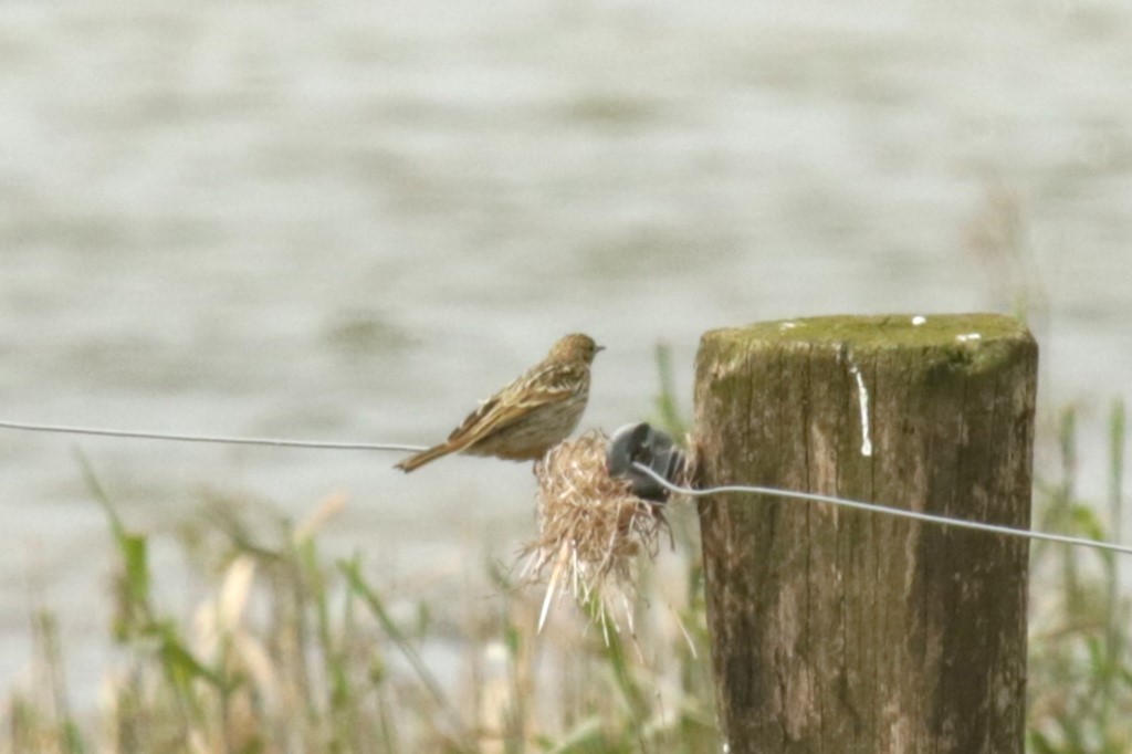 Meadow Pipit - ML620734201