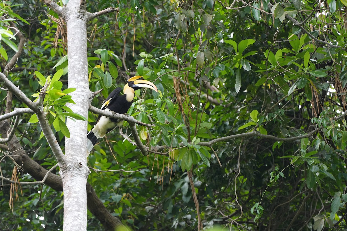 Great Hornbill - ML620734203