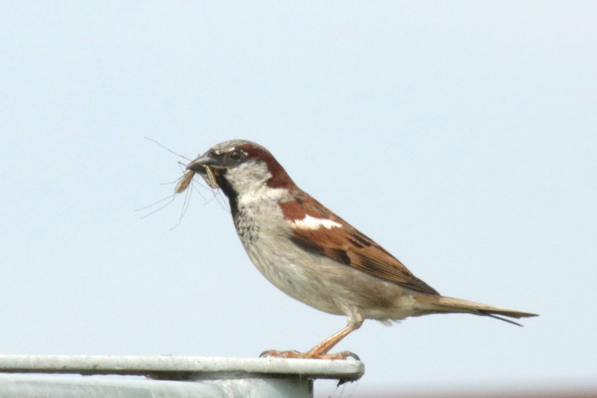 House Sparrow - ML620734206