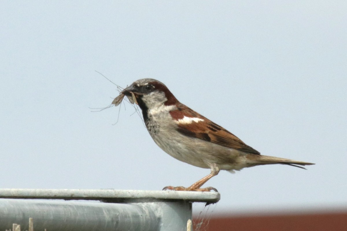 House Sparrow - ML620734207