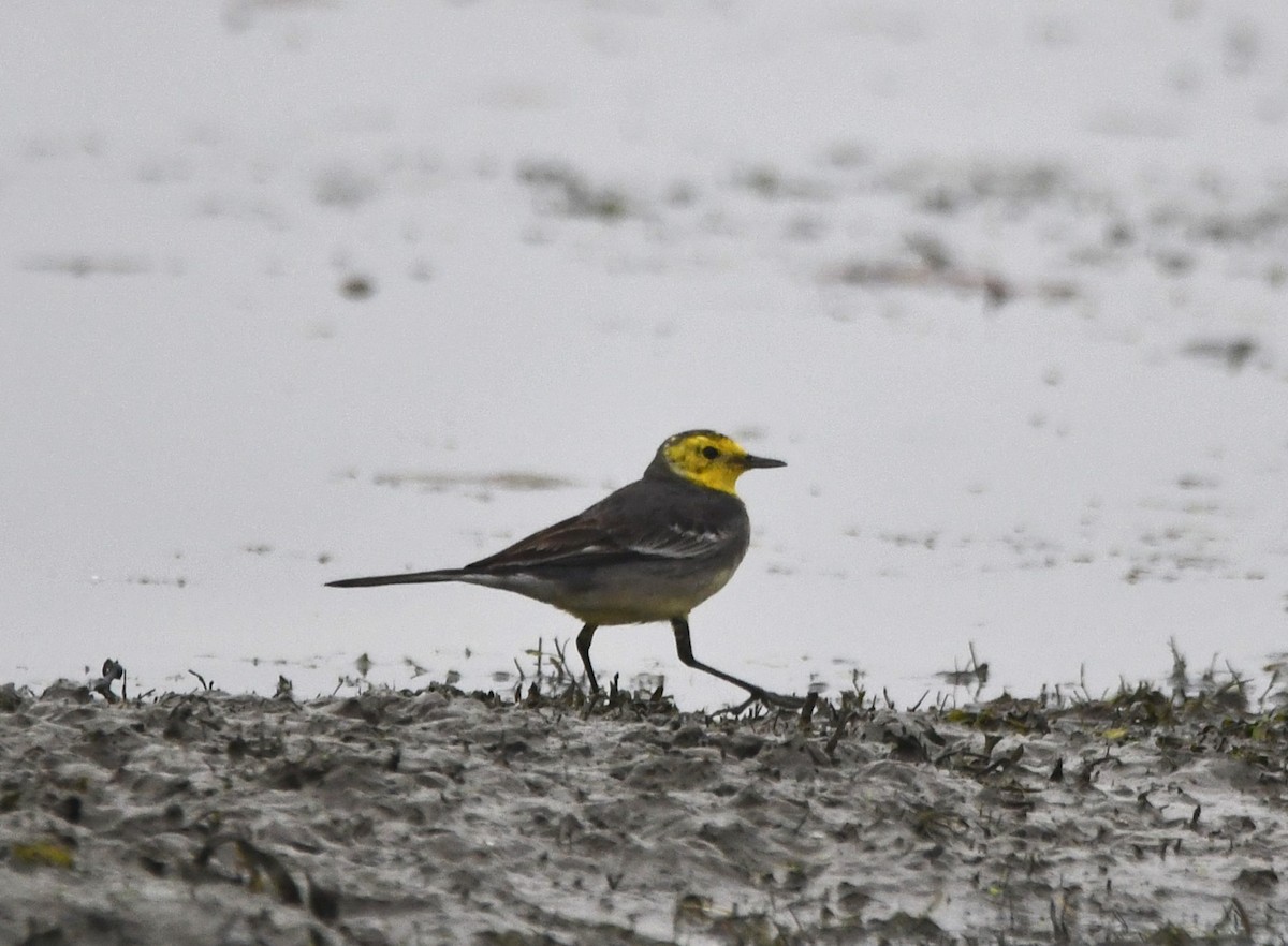 Citrine Wagtail - ML620734214