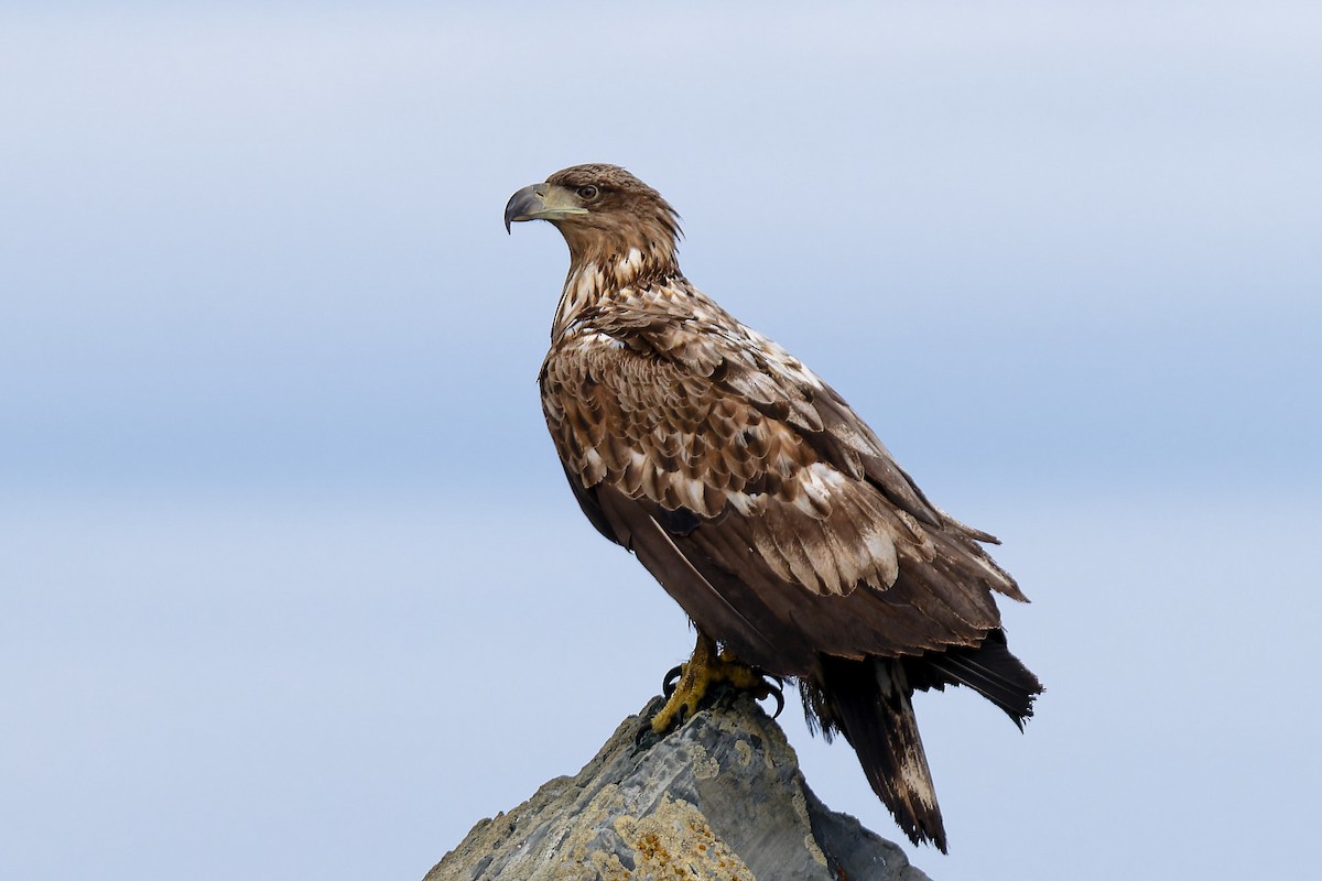 White-tailed Eagle - ML620734215