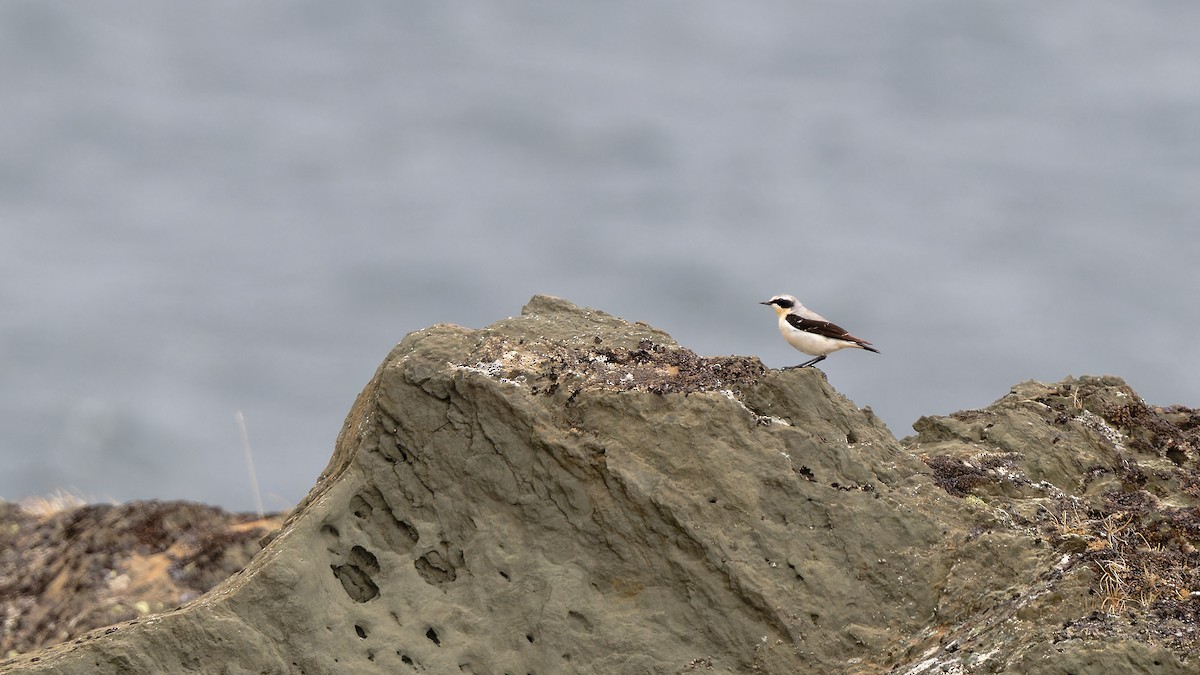 Northern Wheatear - ML620734219