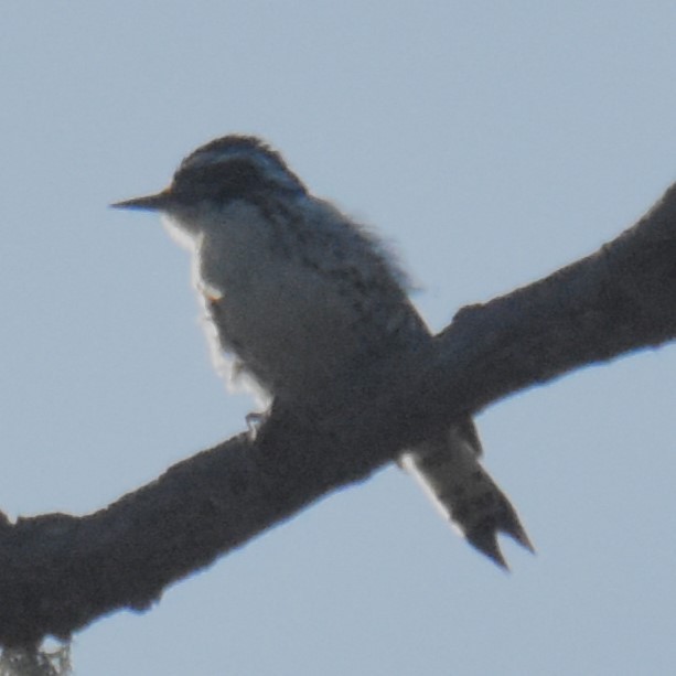 Nuttall's Woodpecker - ML620734220