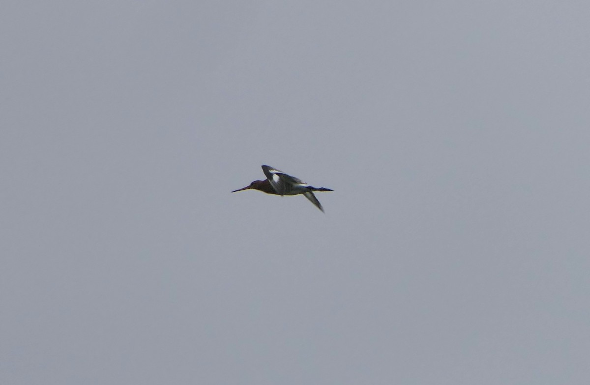 Black-tailed Godwit - ML620734241