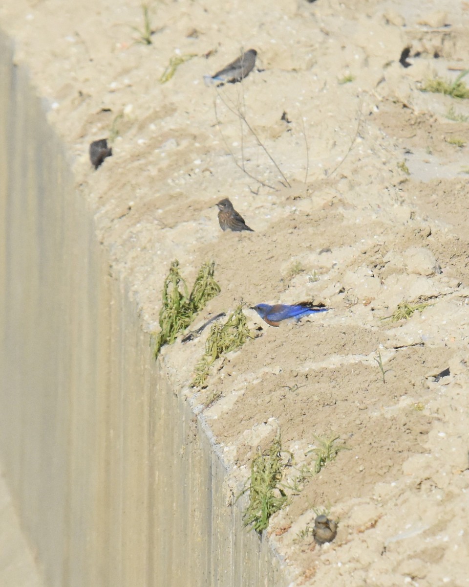 Western Bluebird - ML620734243