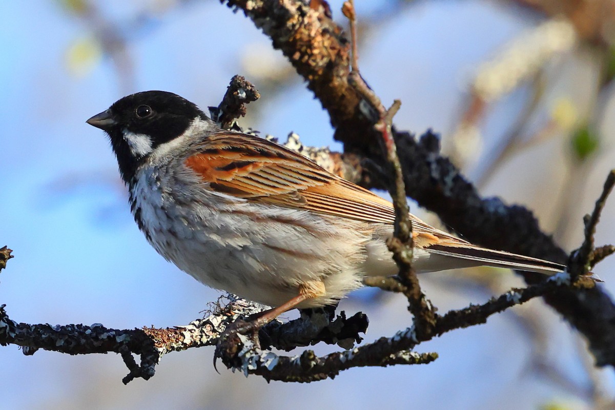 Reed Bunting - ML620734245