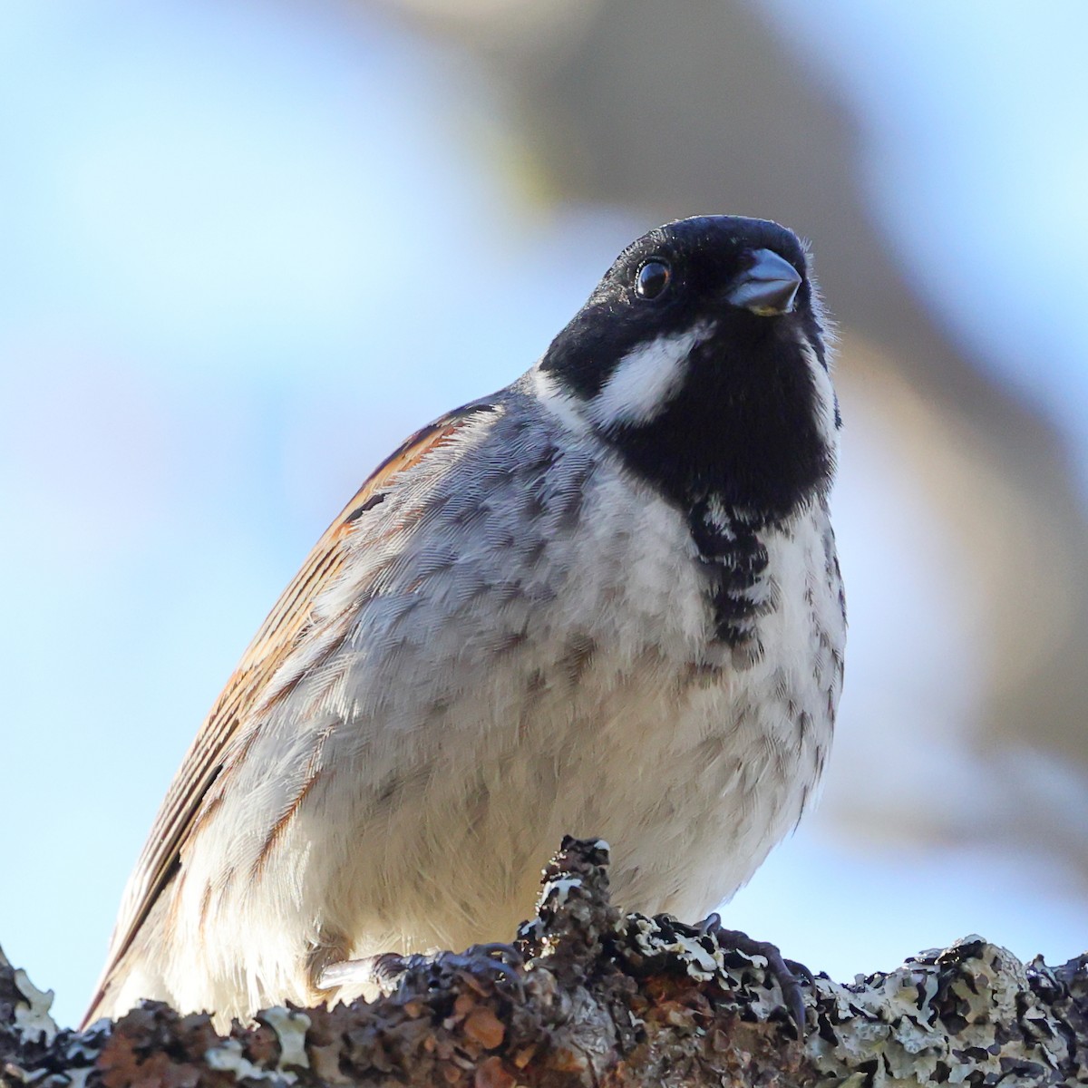 Reed Bunting - ML620734246