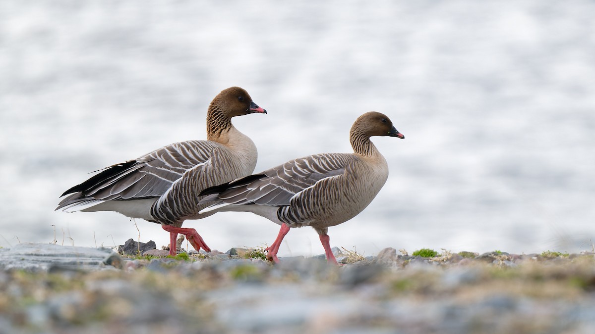 Pink-footed Goose - ML620734249