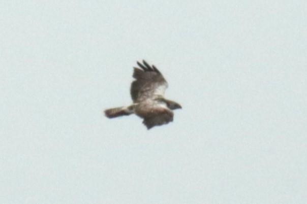 Common Buzzard - ML620734250