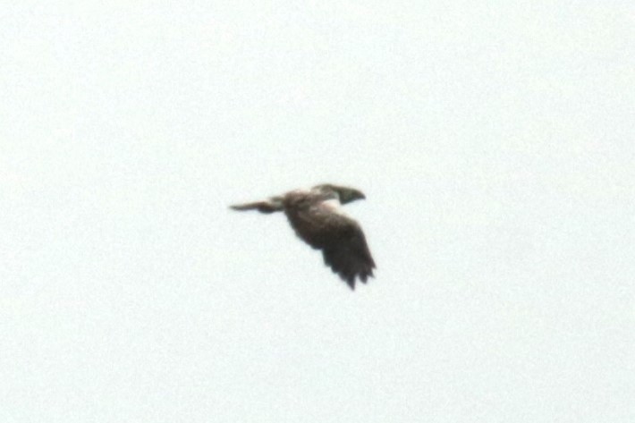 Common Buzzard - ML620734251