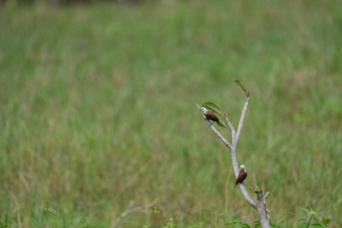 White-headed Munia - ML620734253