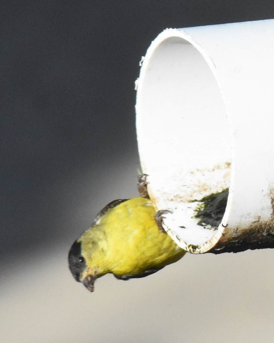 Lesser Goldfinch - ML620734254