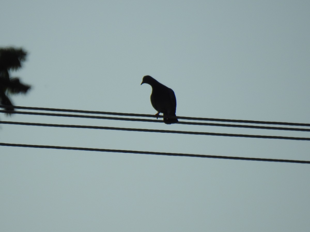 Rock Pigeon (Feral Pigeon) - ML620734256