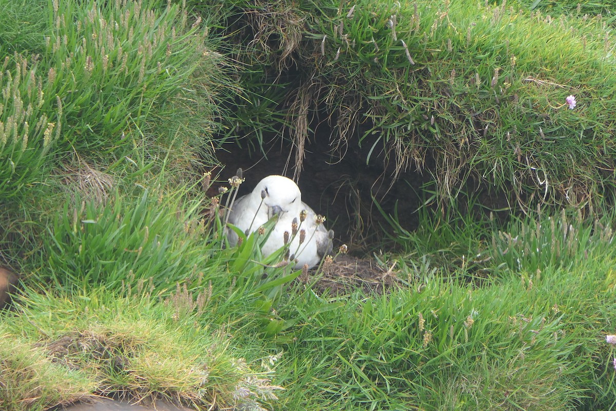 Northern Fulmar - ML620734258