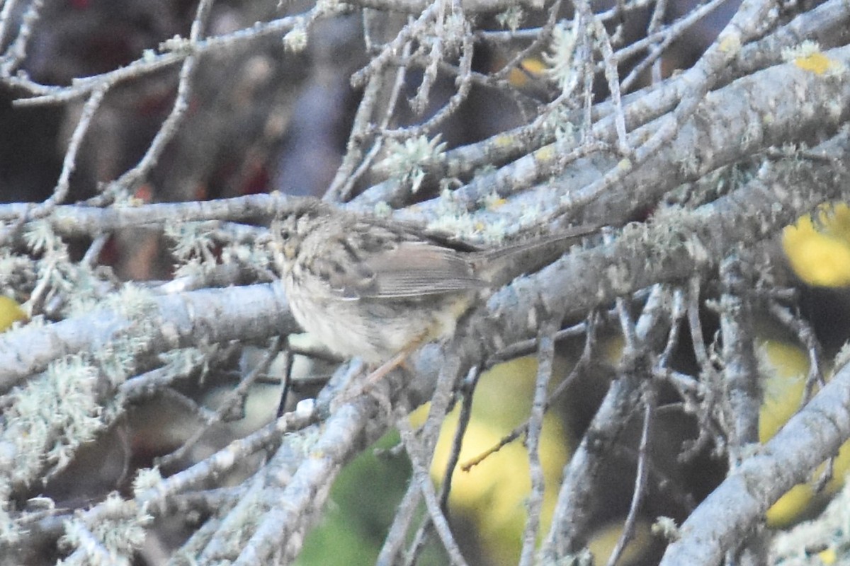 Savannah Sparrow - ML620734259