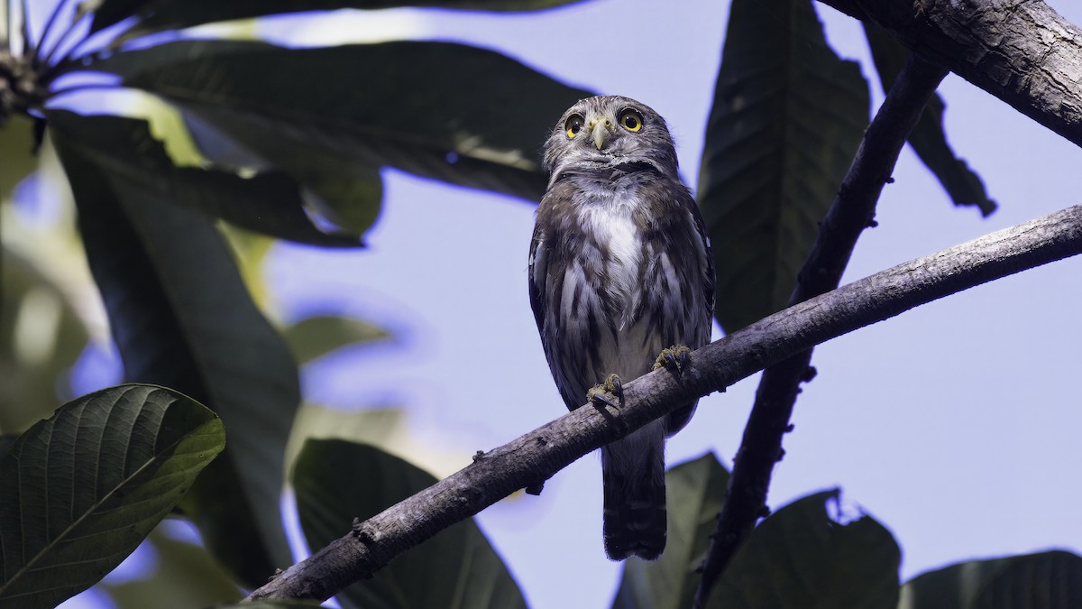 Ferruginous Pygmy-Owl - ML620734261