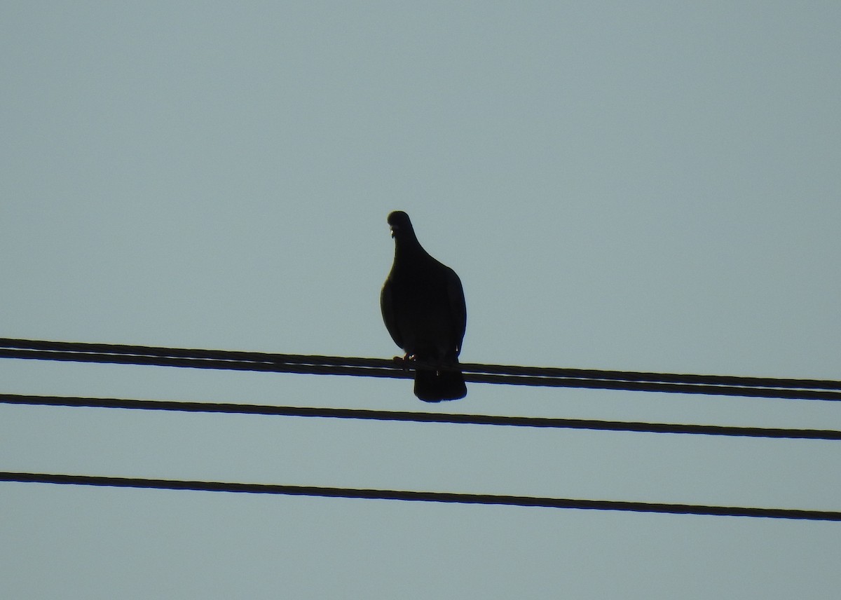 Rock Pigeon (Feral Pigeon) - ML620734262