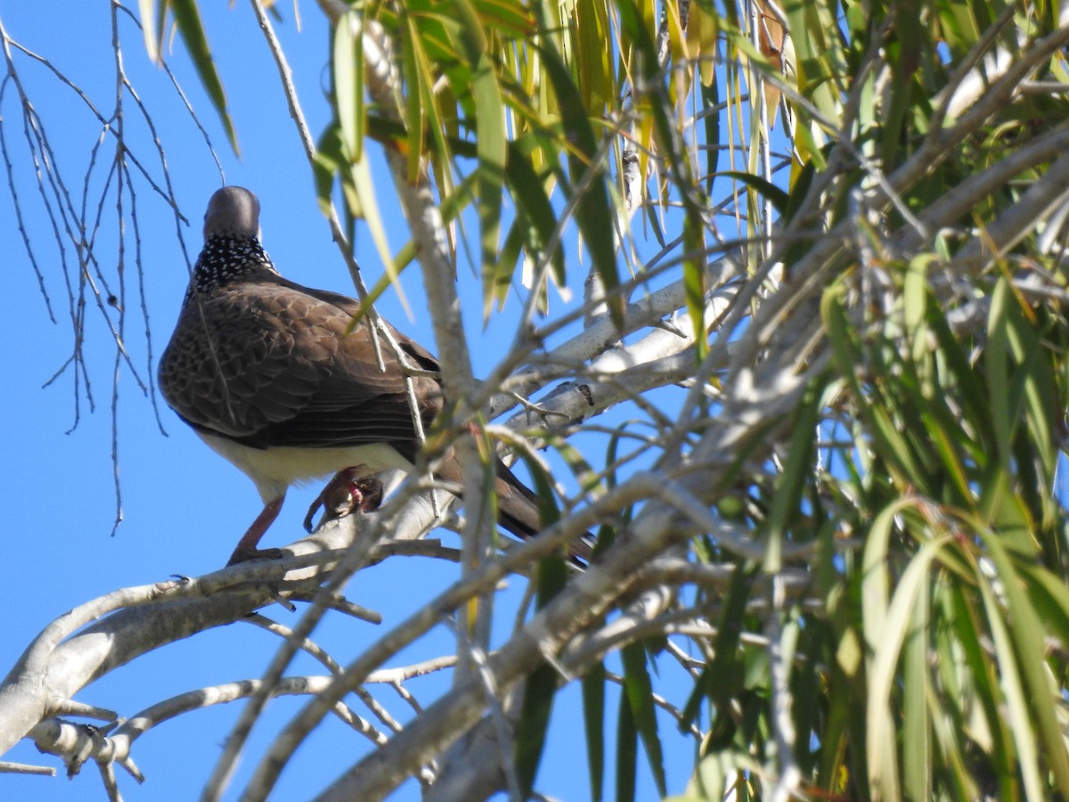 Spotted Dove - ML620734265