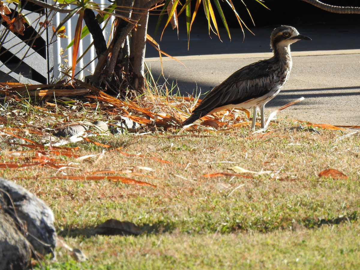 Bush Thick-knee - ML620734268