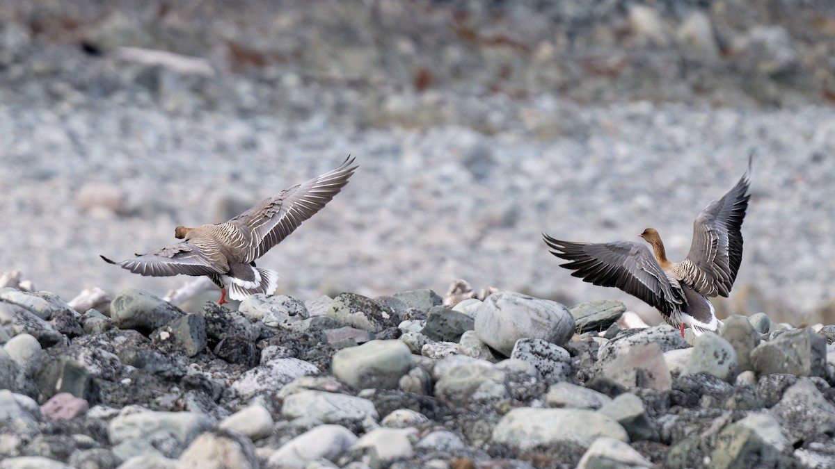 Pink-footed Goose - ML620734269