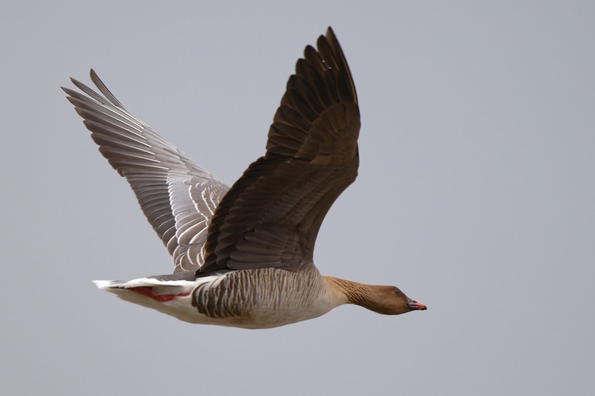 Pink-footed Goose - ML620734270