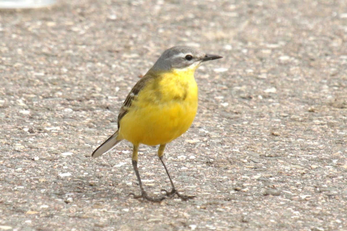 Western Yellow Wagtail - ML620734271