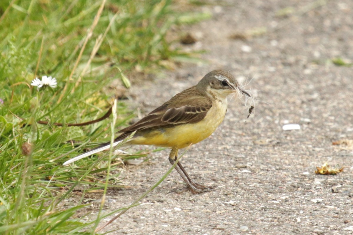 Western Yellow Wagtail - Jan Roedolf