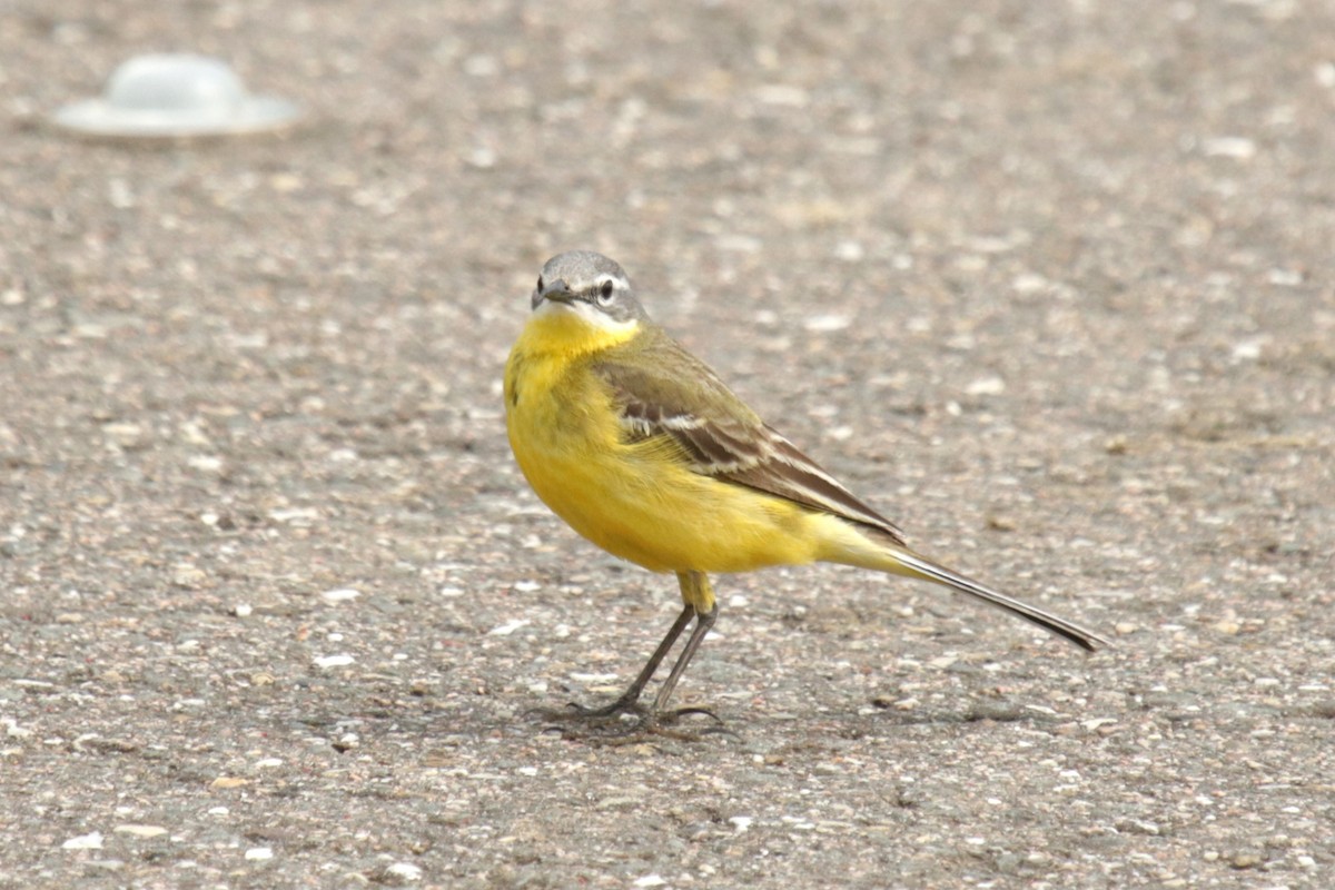 Western Yellow Wagtail - ML620734273