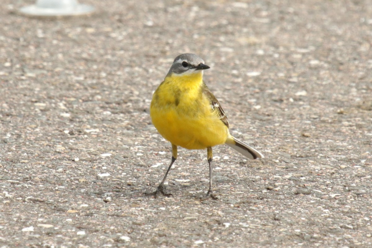 Western Yellow Wagtail - ML620734274