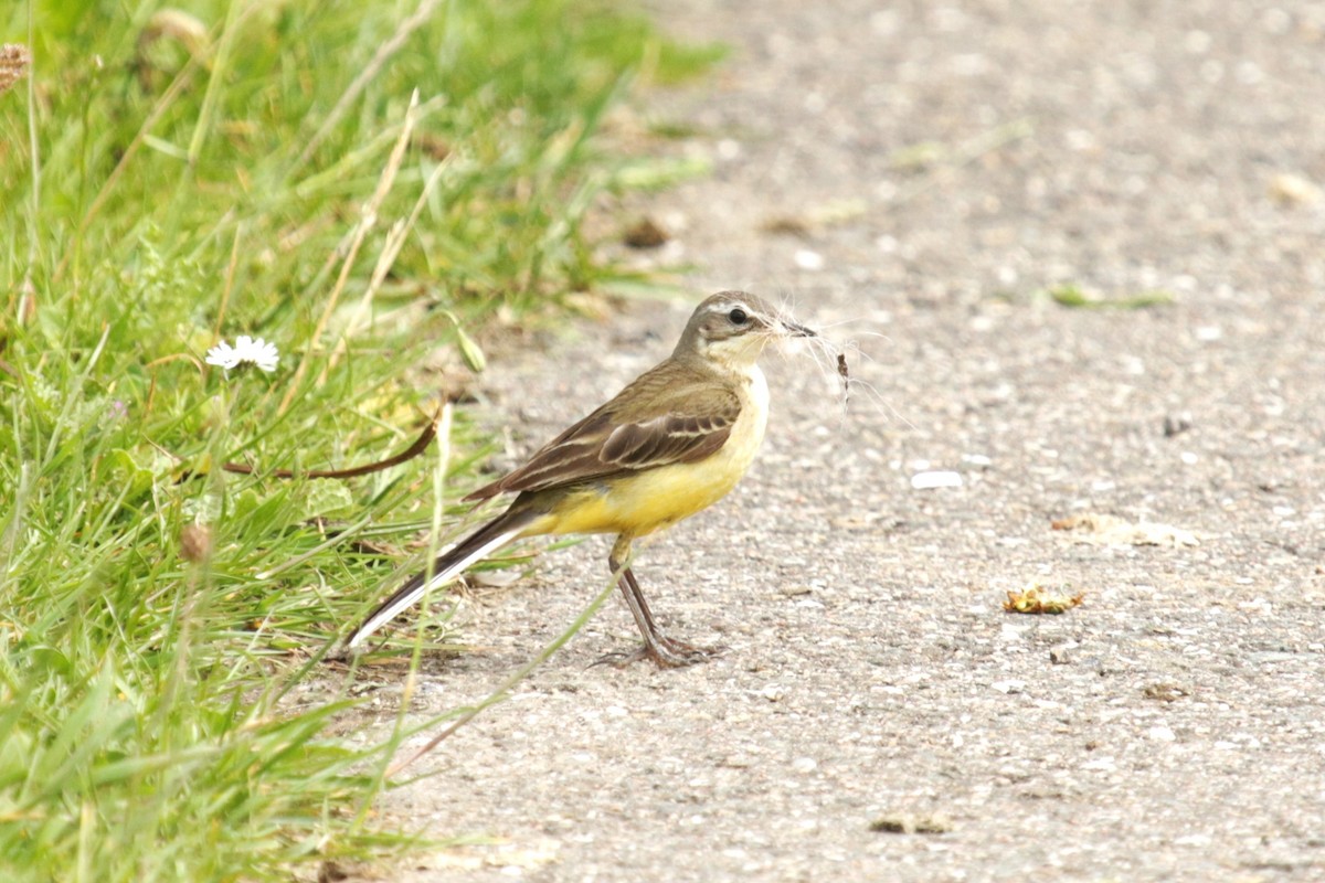 Western Yellow Wagtail - ML620734275