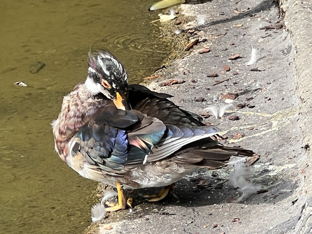 Mandarin Duck - ML620734278