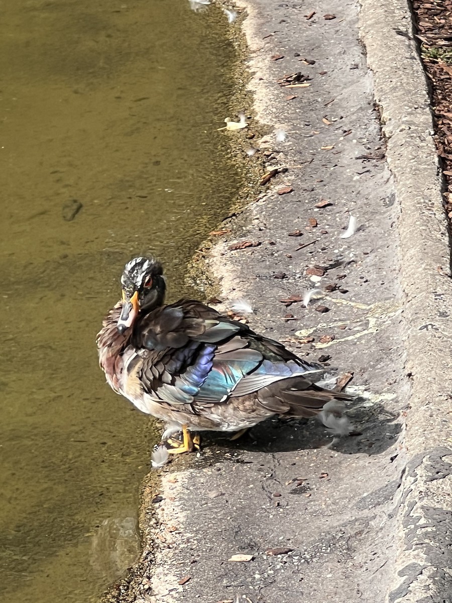 Mandarin Duck - ML620734279