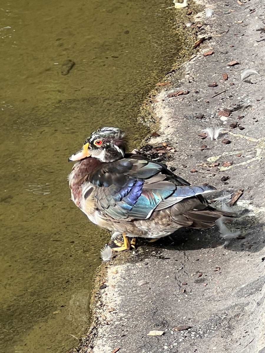 Mandarin Duck - ML620734280